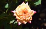 Golden Song rose photo