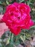Cherry Drop rose photo