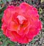 Typhoon rose photo