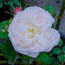 Fair Bianca ® rose photo