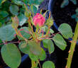Fair Bianca ® rose photo