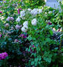 Fair Bianca ® rose photo