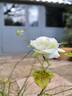 Bordure Blanche ® rose photo