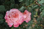 Picotee Vaza ® rose photo
