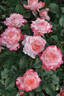 Picotee Vaza ® rose photo