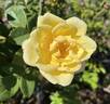 Brite Eyes rose photo