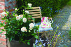 Showpiece Champagne rose photo