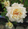 Souvenir de Pierre Notting rose photo