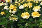 Cassini rose photo