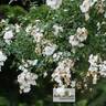 Niagara Falls rose photo