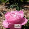 Archiduchesse Elizabeth d'Autriche rose photo