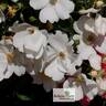 Venice rose photo