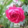 Barbara Skarga rose photo