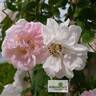 York and Lancaster rose photo