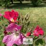 Himmelsstürmer rose photo