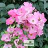 Heinrich Conrad Söth rose photo