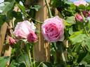 Tolstoj rose photo