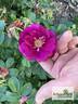 Wild Eagle rose photo