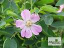 Шиповник 'Российский 1' rose photo