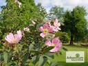 <i>Rosa villosa</i> 'Karpatia' rose photo