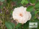 Dragon's Teeth rose photo