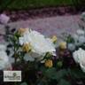 Pius XI rose photo