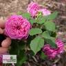 Souvenir du Président Lincoln rose photo