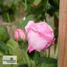 Coupe d'Hébé rose photo