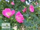 Kiese rose photo