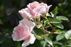 Many Happy Returns rose photo