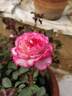 MORrousel rose photo