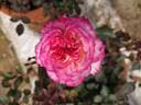 MORrousel rose photo