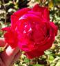 Cherry Drop rose photo