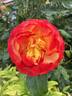 Tequila Sunrise rose photo