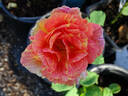 Anvil Sparks rose photo