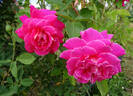 Babe Ruth rose photo