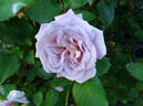 Baby Talk rose photo
