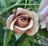 Spiced Coffee rose photo