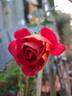 Ketchup rose photo