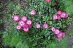 Ciocärlia rose photo