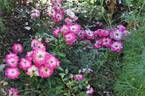 Ciocärlia rose photo