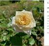 Delta Gamma Heritage rose photo