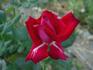 Special Merit rose photo