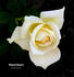 Delicate Beauty rose photo