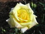 Good Morning America rose photo