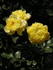 Lemon Zest™ rose photo