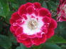 Fiesta rose photo