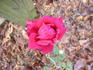 Belgica rose photo