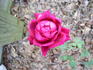 Belgica rose photo