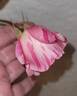 Rainbow rose photo